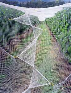 尼龙防鸟网 9股 2cm*2cm*1000cm*300cm