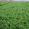 多年生黑麦草 22.7kg/袋 顶峰 草坪