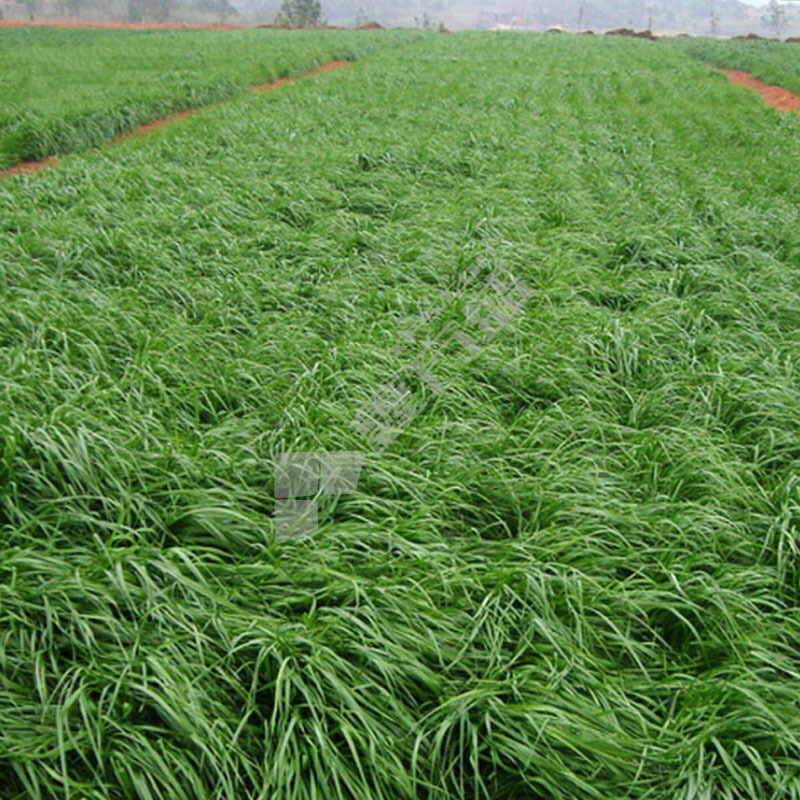 多年生黑麦草 22.7kg/袋 顶峰 草坪