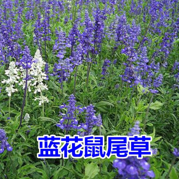 鼠尾草 25kg/袋 小籽 蓝紫色  多年生