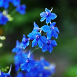 飞燕草 20kg/袋 宿根 蓝色 多年生