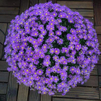 荷兰菊 25kg/袋 蓝紫色  一二年生