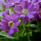 荷兰菊 25kg/袋 蓝紫色  一二年生