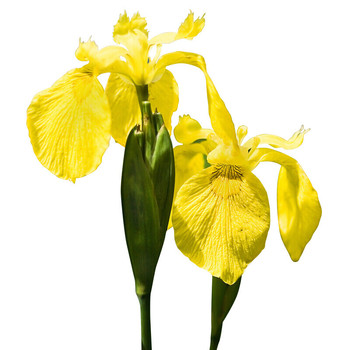 鸢尾黄菖蒲 25kg/袋 黄色  多年生