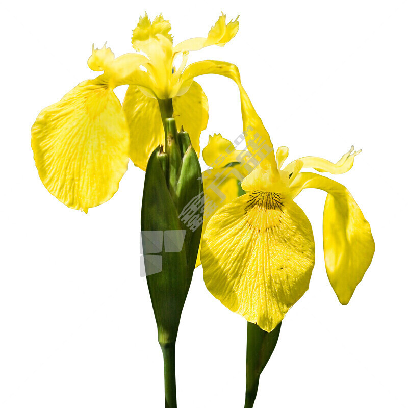 鸢尾黄菖蒲 25kg/袋 黄色  多年生