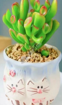 多肉 H0.1m 吸财树 3个月