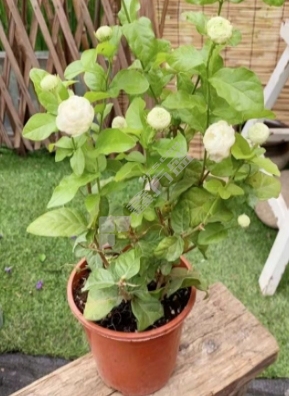 茉莉花 H0.5m 虎头茉莉 3个月