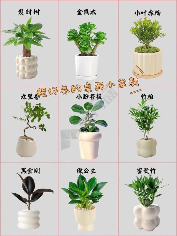 绿植小盆栽 10-12cm
