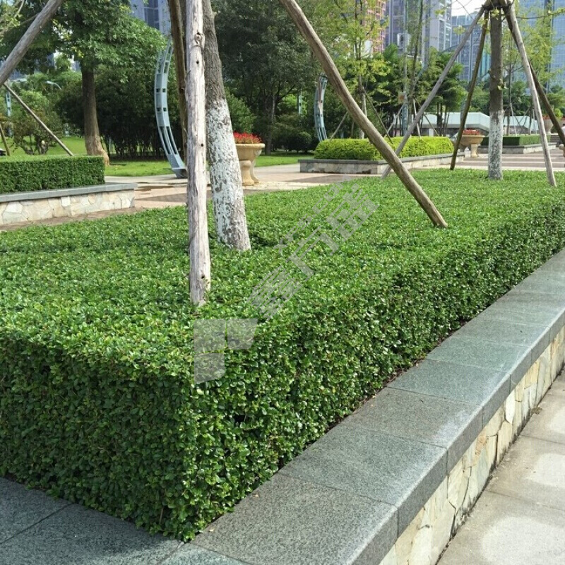 水蜡 高度60㎝