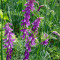 紫花苕 25kg/袋 光叶 普通