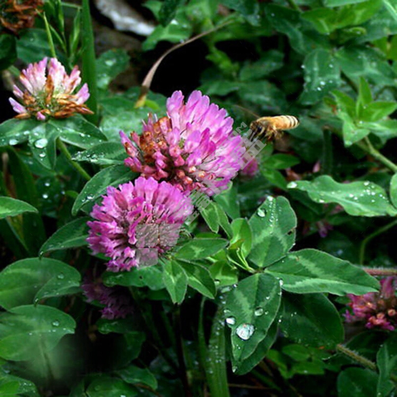 红三叶 草坪护坡 22.68kg/袋 草坪护坡